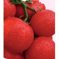 Nasiona Pomidor gruntowy Harzfeuer Tor160