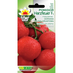Nasiona Pomidor gruntowy Harzfeuer Tor160