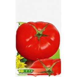 Nasiona Pomidor gruntowy IKARUS Tor161