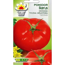 Nasiona Pomidor gruntowy IKARUS Tor161