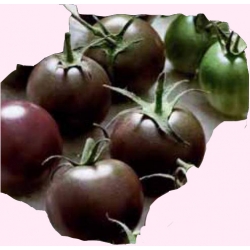 Nasiona Pomidor gruntowy BLACK CHERRY Tor153