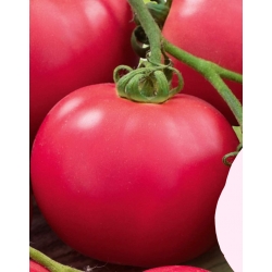 Nasiona Pomidor gruntowy Malinowy Retro Tor154