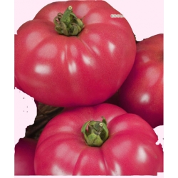 Nasiona Pomidor gruntowy Malinowy Warsz Tor155