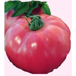  Nasiona Pomidor gruntowy Malinowy Ożar Tor156