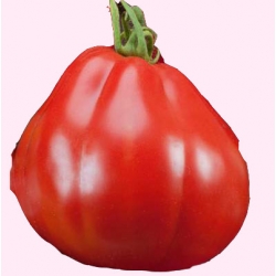 Nasiona Pomidor gruntowy wysoki Or Pera Tor157