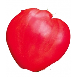 Nasiona Pomidor gruntowy Bawole Serce Tor158