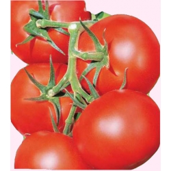  Nasiona Pomidor szklarniowy PEDRO Tor171