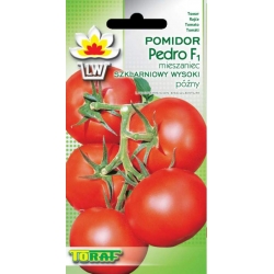  Nasiona Pomidor szklarniowy PEDRO Tor171