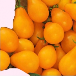 Nasiona Pomidor koktailowy PERUN Tor169