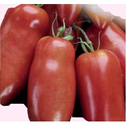Nasiona Pomidor gruntowy PIRAMIDE Tor159