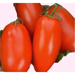 Nasiona Pomidor gruntowy SCATOLONE Tor162
