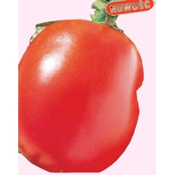 Nasiona Pomidor gruntowy karłowy Szejk Tor163