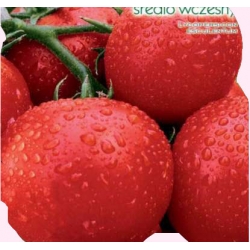 Nasiona Pomidor szklarniowy SŁONKA Tor173