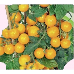 Nasiona Pomidor koktail SUNGELLA żółty Tor168