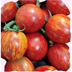 Nasiona Pomidor gruntowy TIGERELLA Tor167