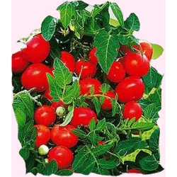  Nasiona Pomidor gruntowy karłowy VILMA Tor165
