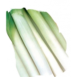  Nasiona Por Blauwgroene Winter późny Tor174