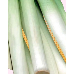 Nasiona Por ALBOS średniwczesny Tor175