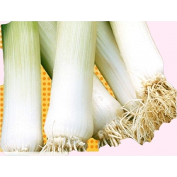 Nasiona Por GOLEM średnipóźny Tor176