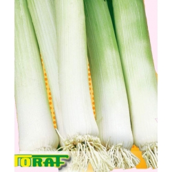 Nasiona Por TANGO późny Tor177