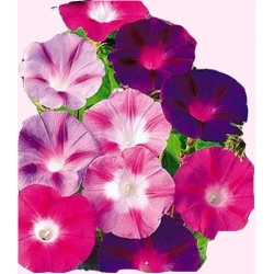  Nasiona Powój Wilec Tor435