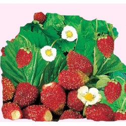 Nasiona Poziomka Rugia Tor178