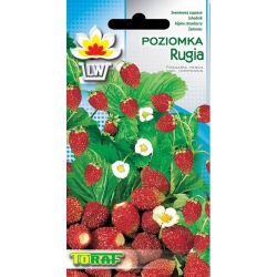 Nasiona Poziomka Rugia Tor178