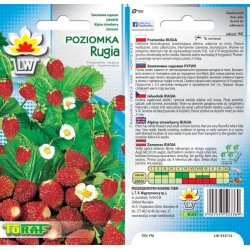 Nasiona Poziomka Rugia Tor178