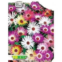 Nasiona Przypołudnik Tor436