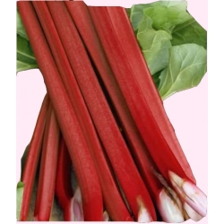 Nasiona Rabarbar VicToria Tor180