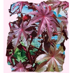  Nasiona Rącznik Kasztanowiec Tor438