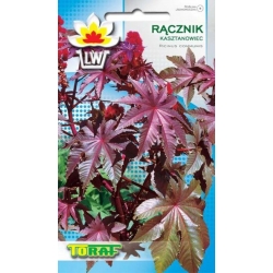  Nasiona Rącznik Kasztanowiec Tor438