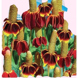  Nasiona Ratibida Mexican Hat Tor437