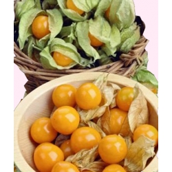 Nasiona Rodzynek Brazylijski Tor181