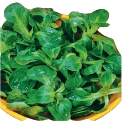 Nasiona Roszponka Tor182