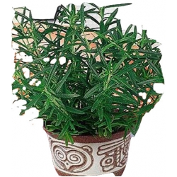 Nasiona Rozmaryn Tor604