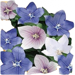 Nasiona Rozwar Platykodon Tor439