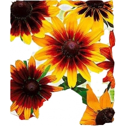 Nasiona Rudbekia dwubarwna Tor440