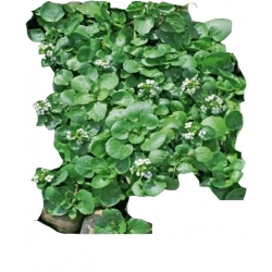 Nasiona Rukiew wodna Tor183