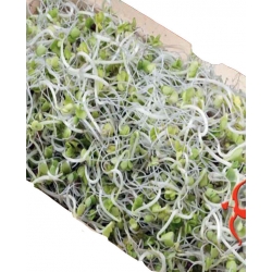 Nasiona na kiełki Rukola Tor543