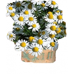 Nasiona Rumianek pospolity Tor606