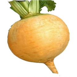 Nasiona Rzepa Golden Ball Tor184