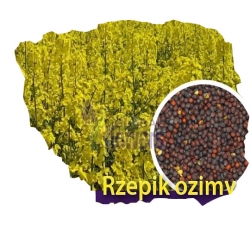 Nasiona Rzepik ozimy Brachina Tor564