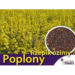 Nasiona Rzepik ozimy Brachina Tor564