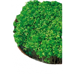 Nasiona Rzeżucha Tor185