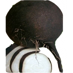 Nasiona Rzodkiew zimowa KULATA CERNA Tor188