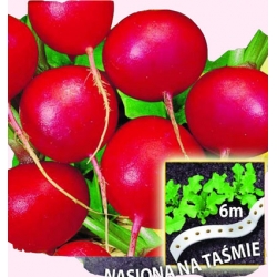  Nasiona Rzodkiewka Carmen NA TAŚMIE Tor515