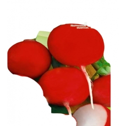  Nasiona Rzodkiewka Carmen czerwona Tor189