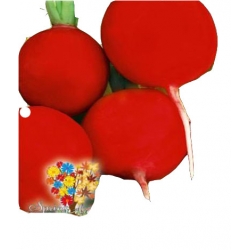 Nasiona Rzodkiewka Carmesa czerwona Tor190