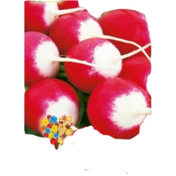 Nasiona Rzodkiewka Caro wczesna Tor192